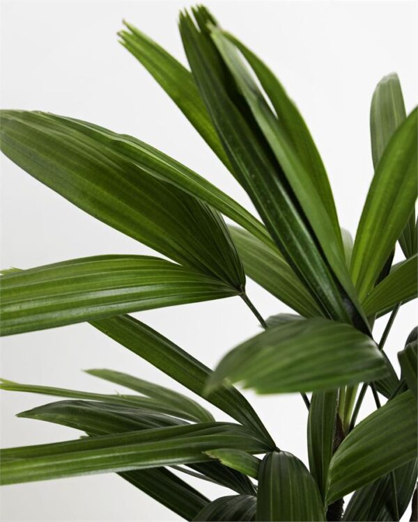 Rhapis Excelsa Fresh Cut Flowers