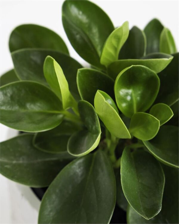 Peperomia Fresh Cut Flowers