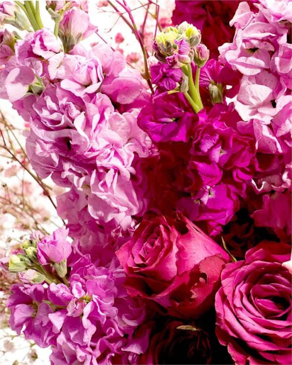 Marseille Fresh Cut Flowers
