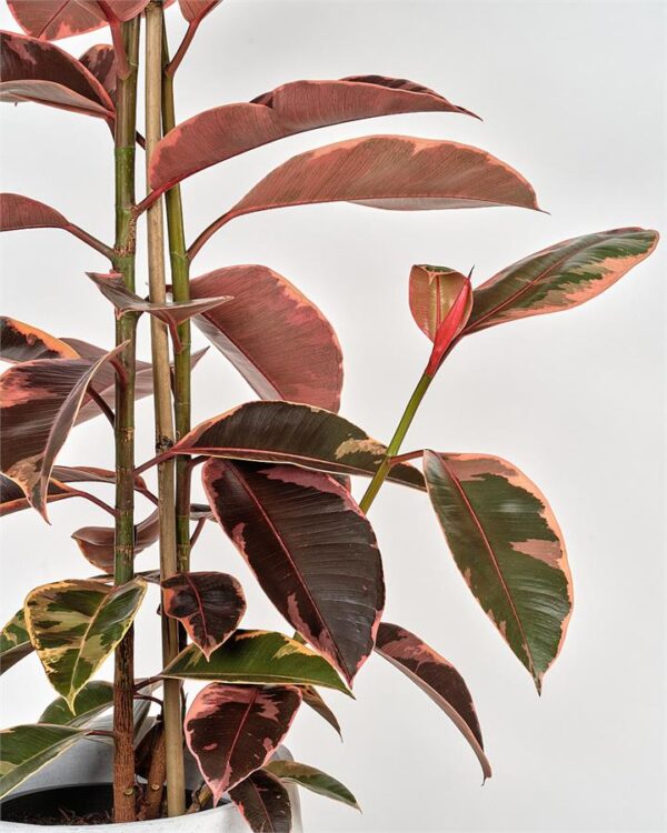Ficus Elastica Ruby in Concrete Pot Fresh Cut Flowers
