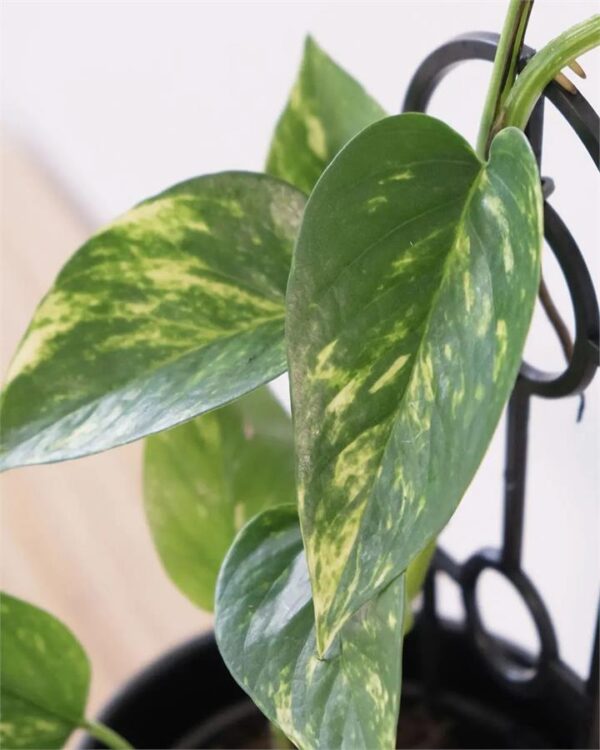 Devils Ivy in Black Contoured Pot Fresh Cut Flowers