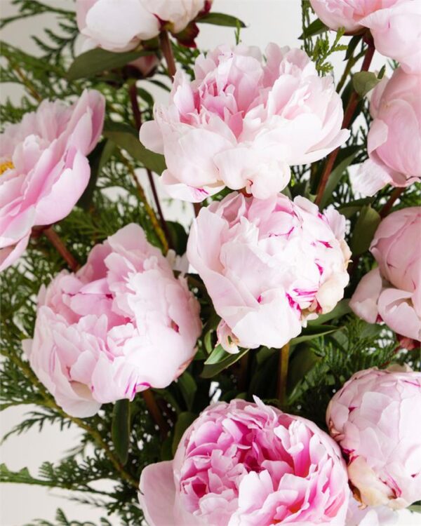 Peony Rose Sarah Bernhardt Fresh Cut Flowers