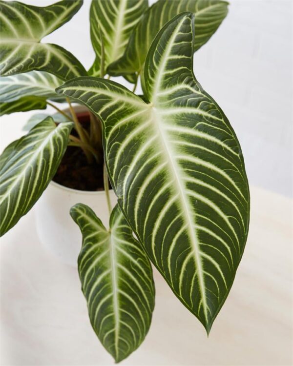 Caladium Lindenii Fresh Cut Flowers