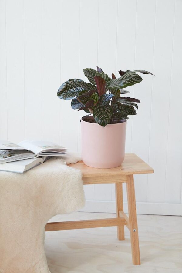Calathea Ornata Fresh Cut Flowers