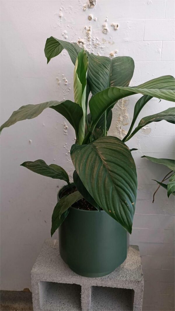 Peace Lily "Sensation" in Pink Pot