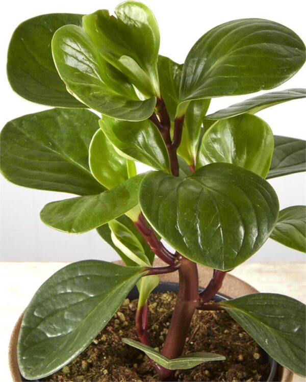 Peperomia Red Canon in Sand Finish Pot