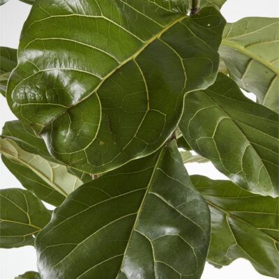 Fiddle Leaf Fig