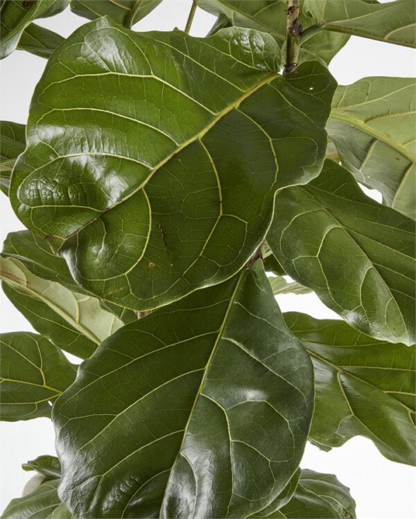 Fiddle Leaf Fig