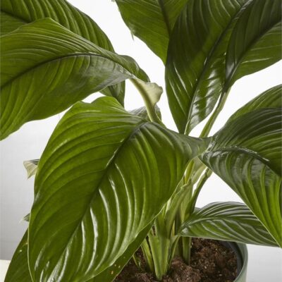 Peace Lily "Sensation" in Dark Green Pot