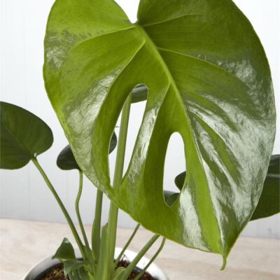 Monstera Deliciosa in Speckled White Pot