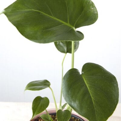 Monstera Deliciosa in Ribbed Pink Pot