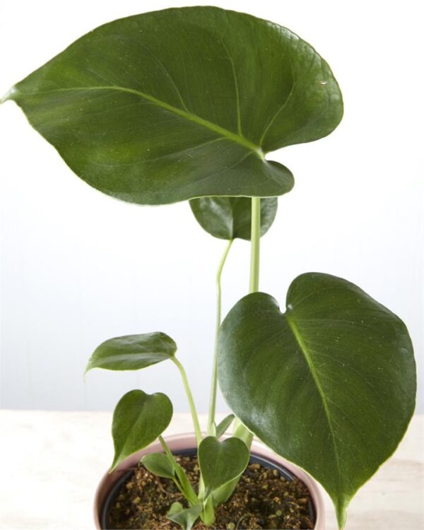 Monstera Deliciosa in Ribbed Pink Pot