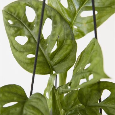 Monstera Adansonii "Monkey Mask"