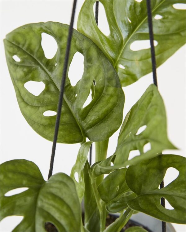Monstera Adansonii "Monkey Mask"