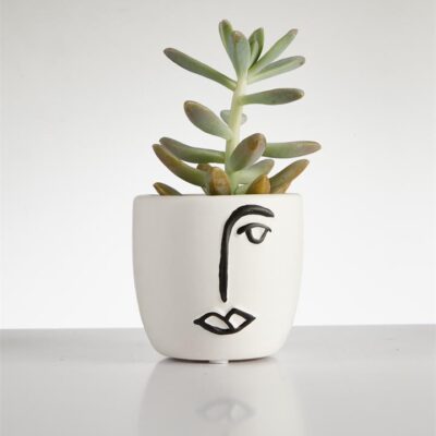 Succulent Pachyphytum? in Face Pot