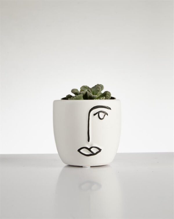 Succulent Titanopsis? in Face Pot