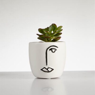 Succulent Crassula Ovata? in Face Pot