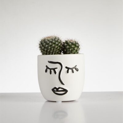 Cactus Mammillaria? cluster in Face Pot