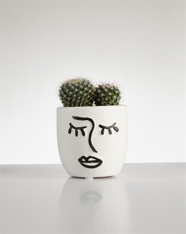 Cactus Mammillaria? cluster in Face Pot