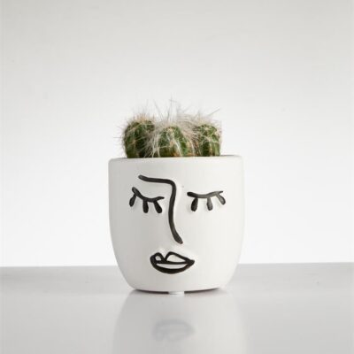 Cactus Esposta? cluster in Face Pot