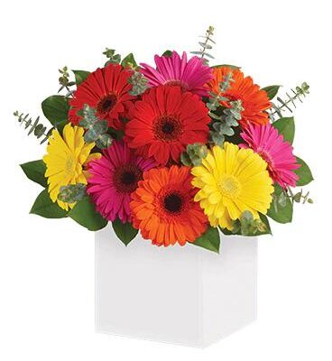 Glorious Gerberas